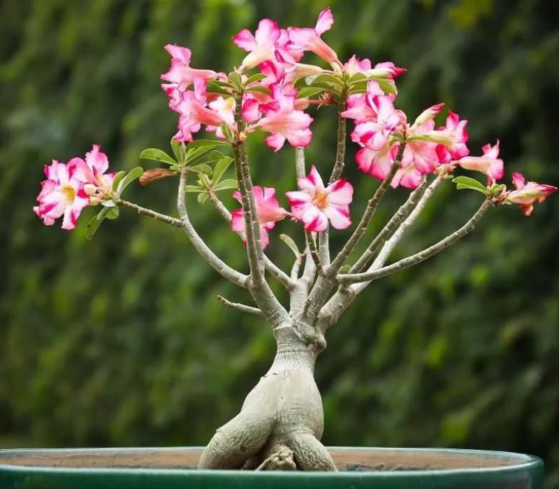Hoa sứ Thái Lan