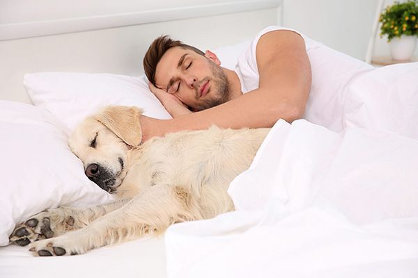 nguyên nhân tại sao chó thích ngủ với người