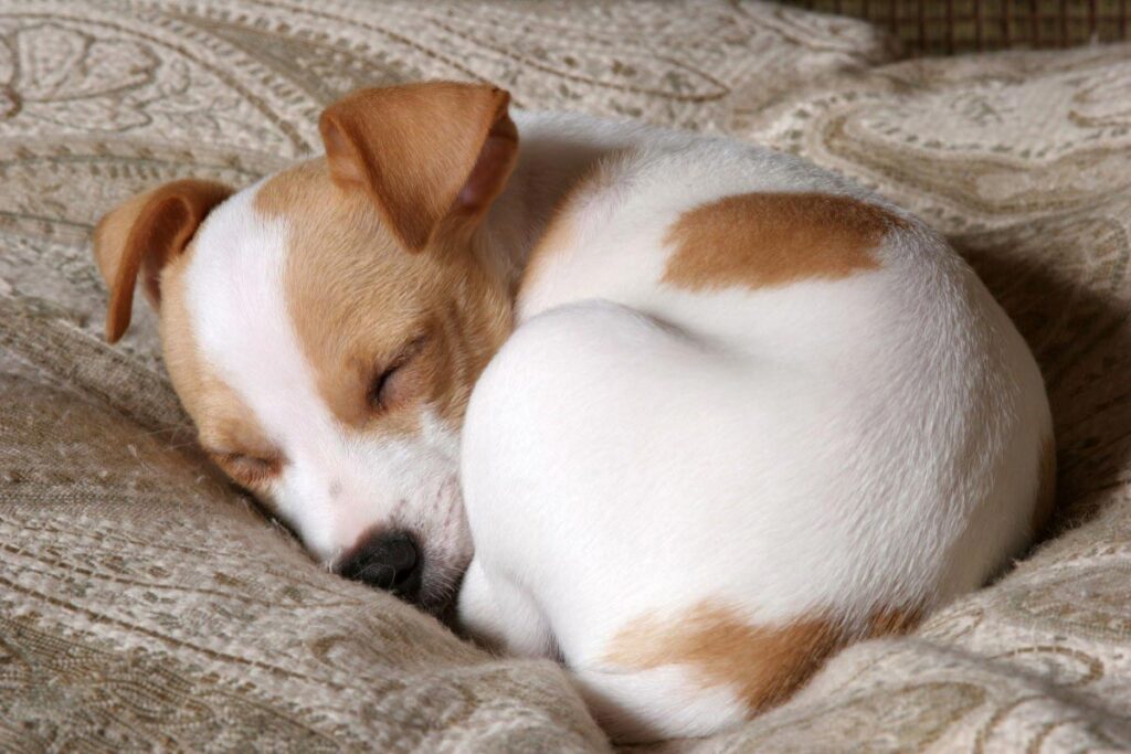 giải thích tại sao chó thích ngủ với người
