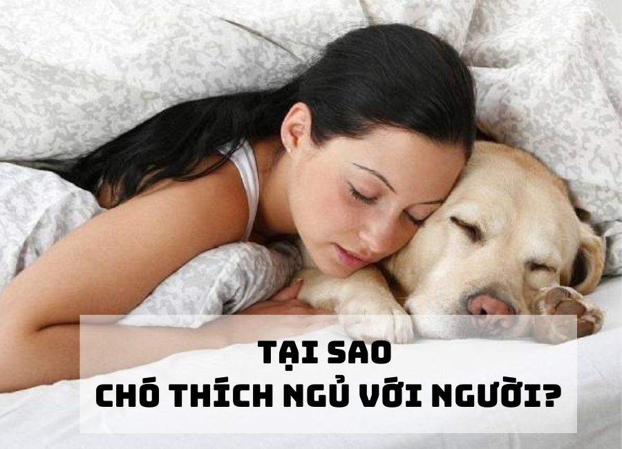tại sao chó thích ngủ với người