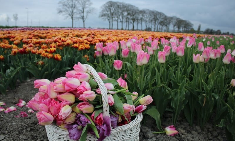 Những nét đặc trưng của hoa tulip