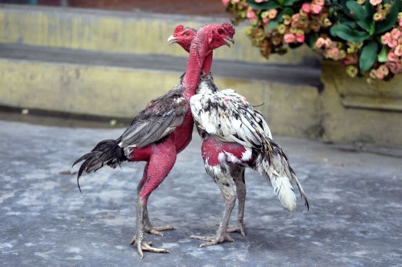 Chọi gà ở Bình Định - Thế lực chọi nổi tiếng - Thế giới chọi gà