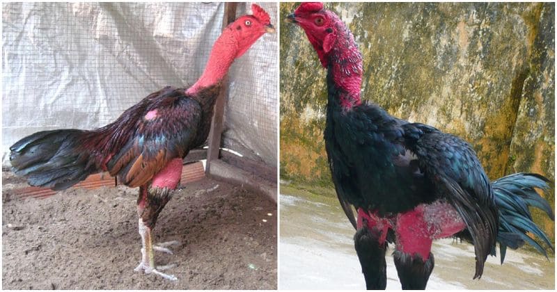 Chọi gà ở Bình Định - Thế lực chọi gà nổi tiếng - Thế giới chọi gà