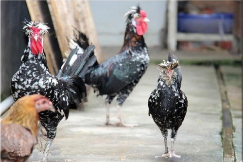 Giống gà "Quý phi" độc lạ ở Việt Nam: Mào như vương miện của hoa hậu, giá tới chục triệu/con được các đại gia săn đón