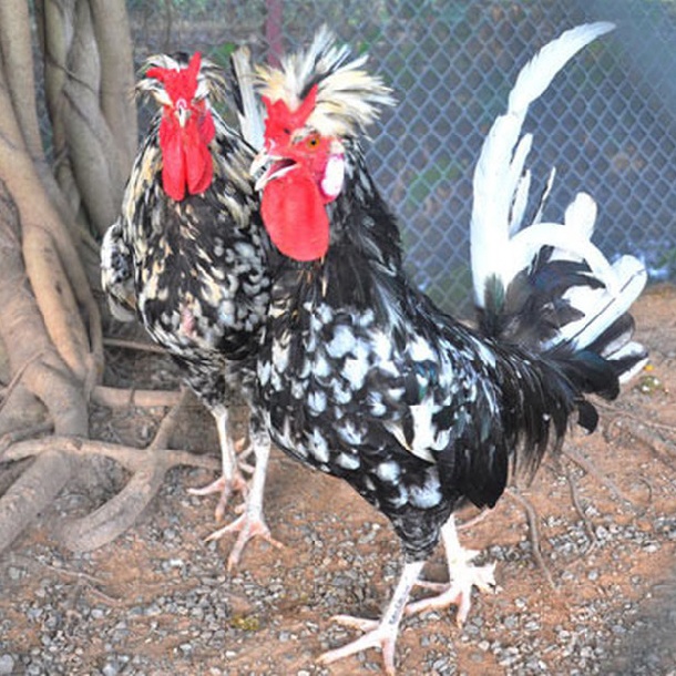 Giống gà Quý phi độc lạ ở Việt Nam Mào như vương miện của hoa hậu, giá tới chục triệucon được các đại gia săn đón