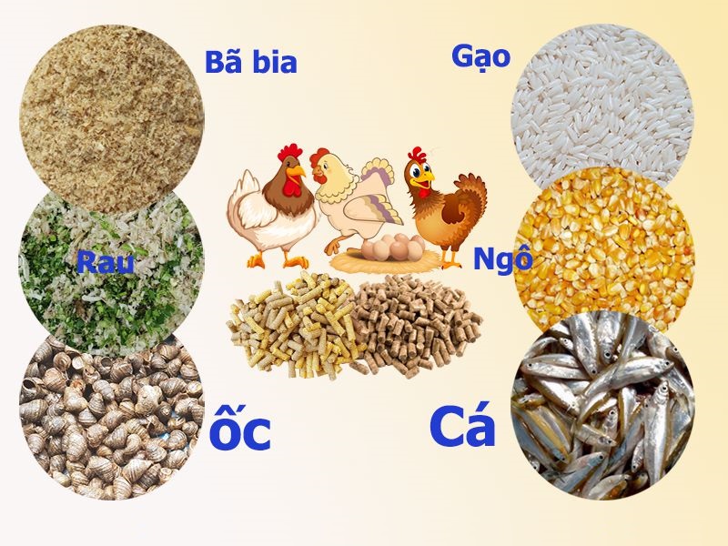 Dinh dưỡng trong nuôi gà nòi Bình Định