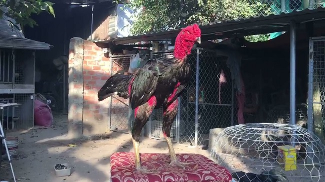 Tổng quan gà nòi Bình Định