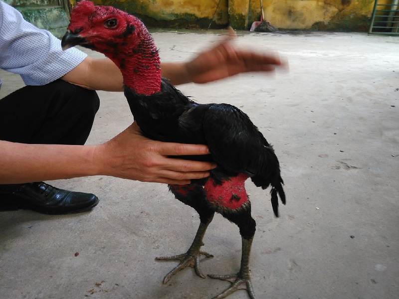 Gà nòi Bình Định – đặc điểm và lịch sử