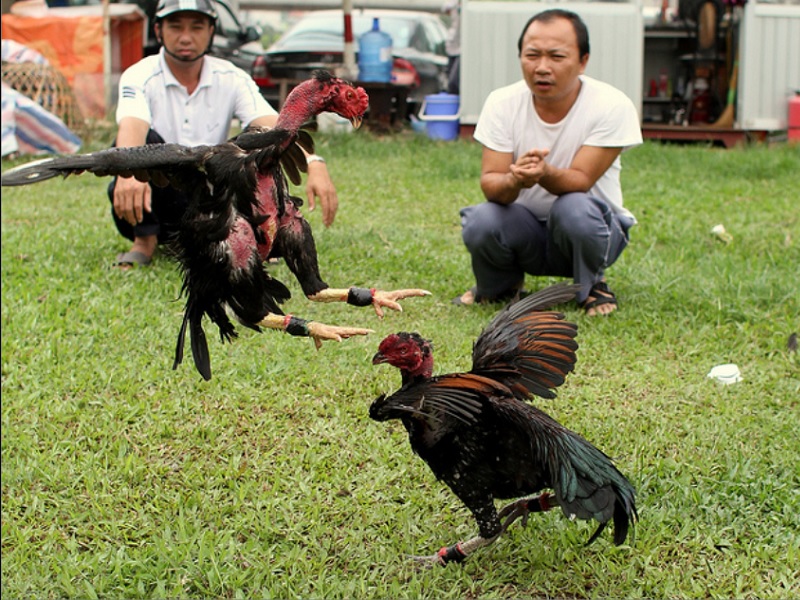 Tập luyện gà nòi Bình Định
